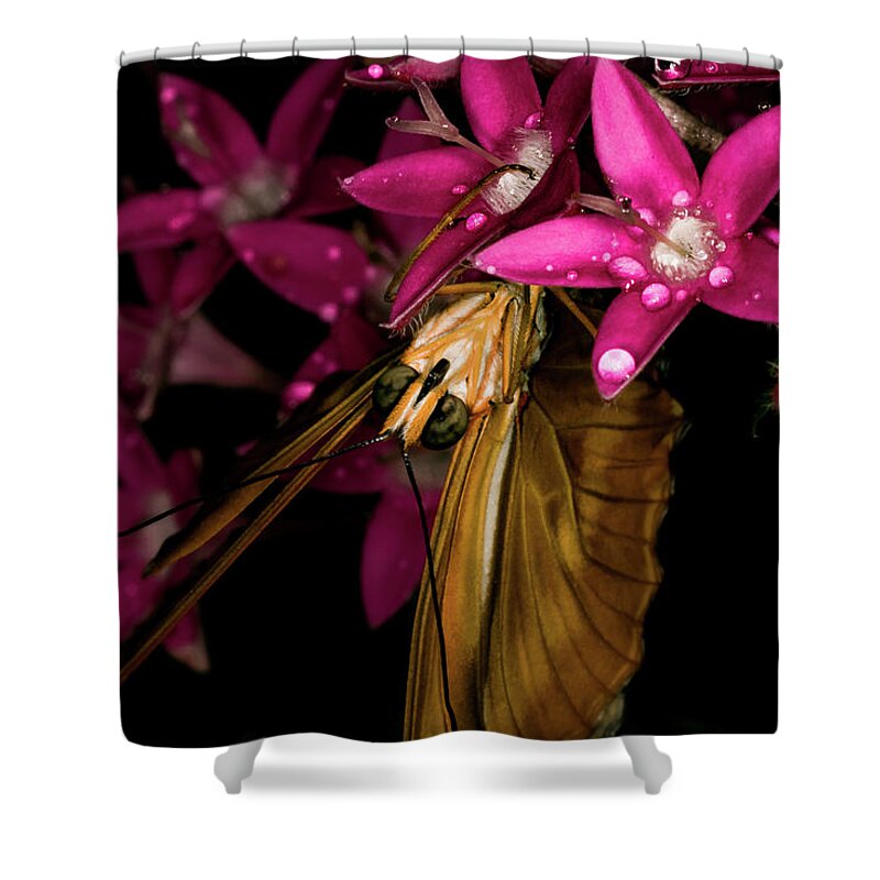 Jay Stockhaus Shower Curtain featuring the photograph Butterfly Face by Jay Stockhaus