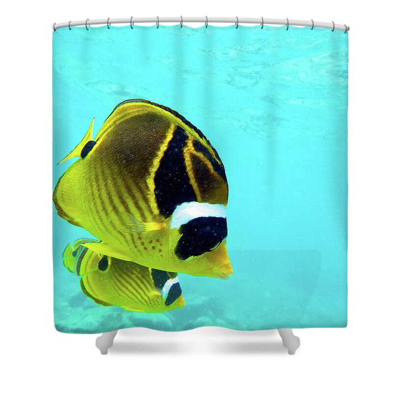 Butterfly Fish Shower Curtain featuring the photograph Butterfly Fish by Christopher Johnson