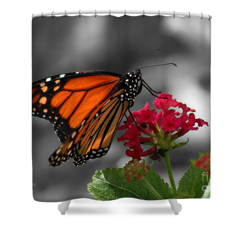 Butterfly Garden Shower Curtain featuring the photograph Butterfly Garden 01 - Monarch by E B Schmidt