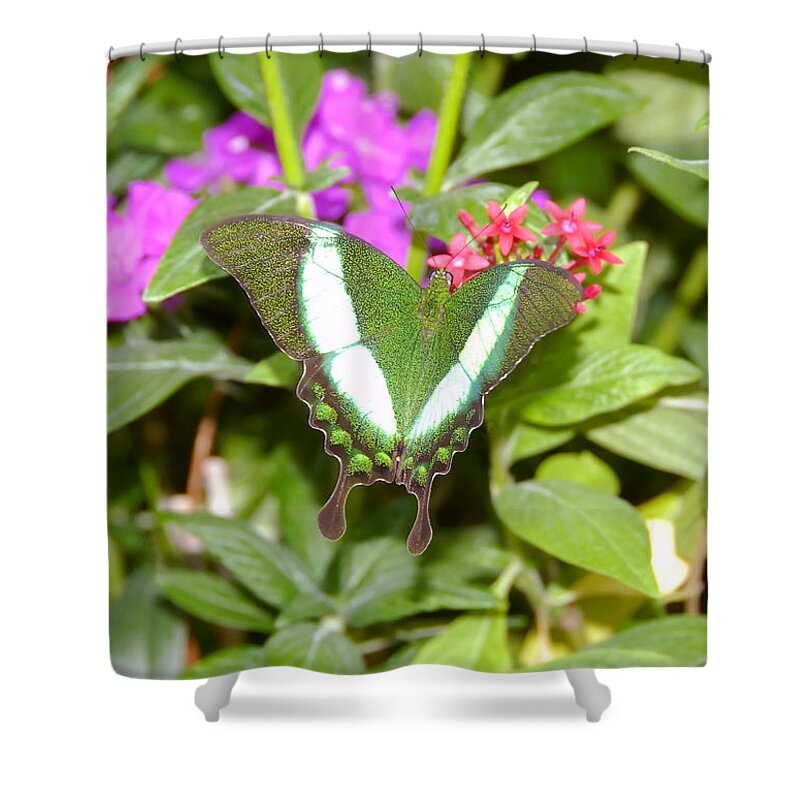 Garden Shower Curtain featuring the photograph Butterfly in the garden by David Lee Thompson