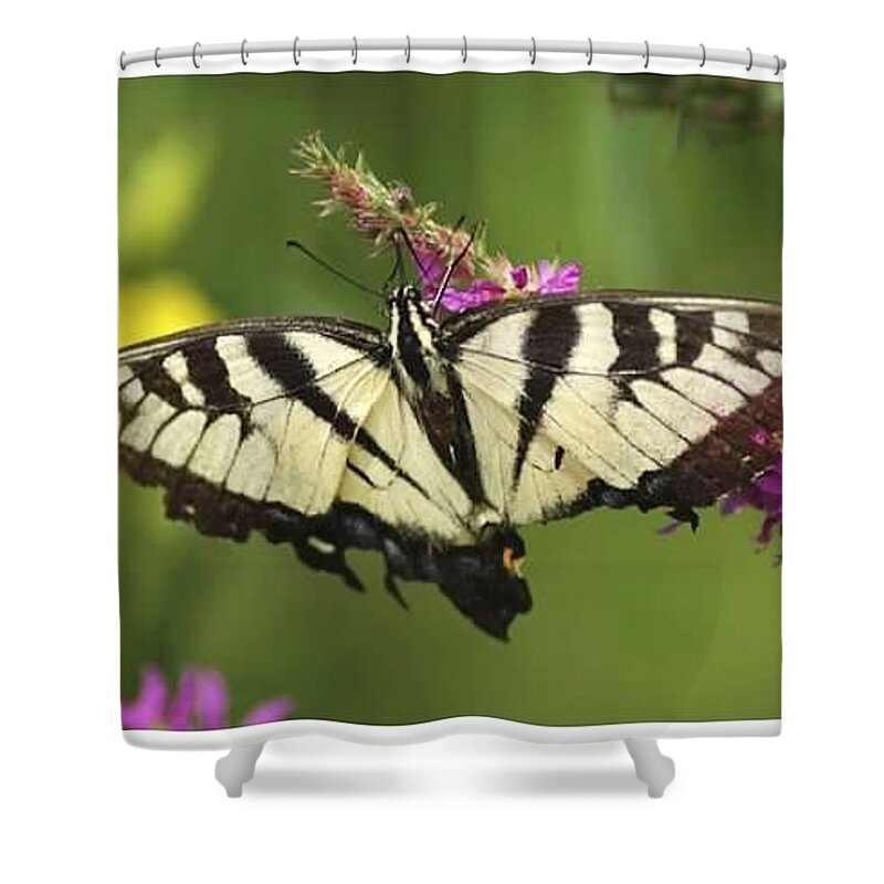 Nature Shower Curtain featuring the photograph Butterfly by Kelly Roberts