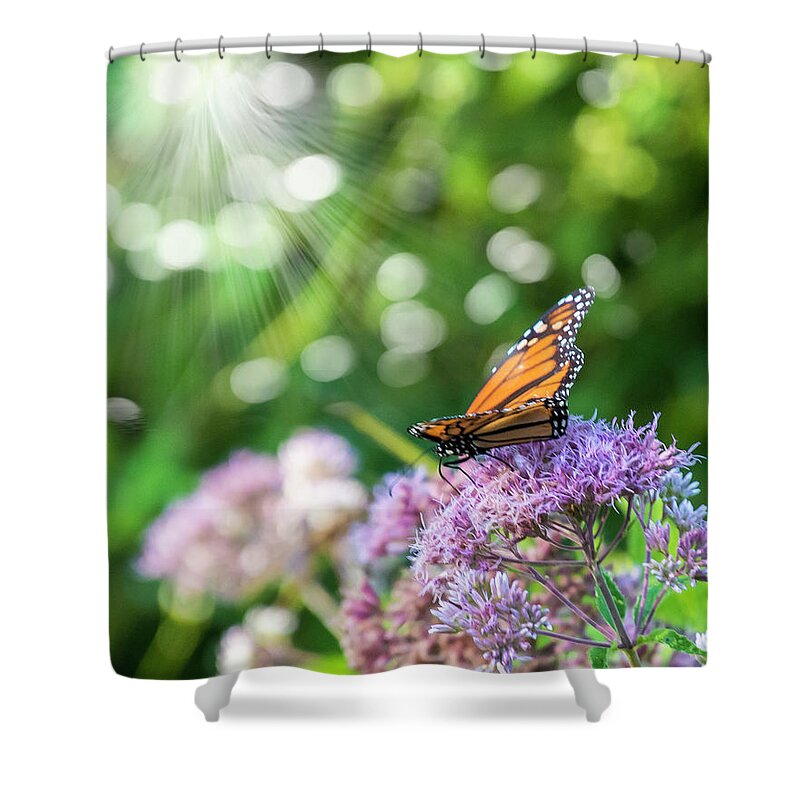 Butterfly Shower Curtain featuring the photograph Butterfly Light by Cathy Kovarik