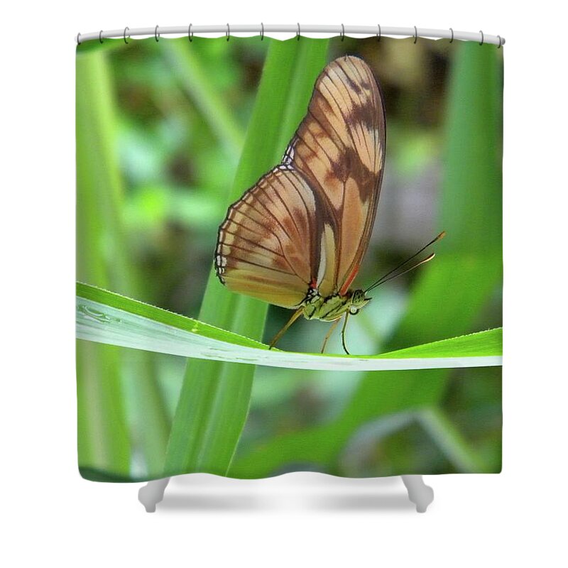 Butterfly Shower Curtain featuring the photograph Butterfly by Manuela Constantin