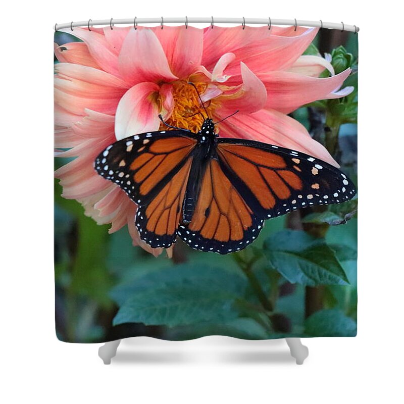 Butterfly Shower Curtain featuring the photograph Butterfly on Dahlia by John Moyer