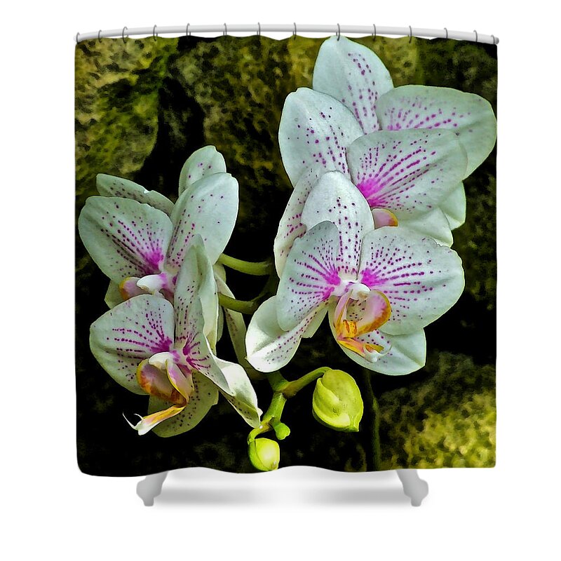 Orchids Shower Curtain featuring the photograph Butterfly Orchids by Janis Senungetuk