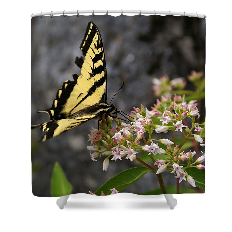 Butterfly Shower Curtain featuring the photograph Butterfly Photo #18 by Ben Upham III
