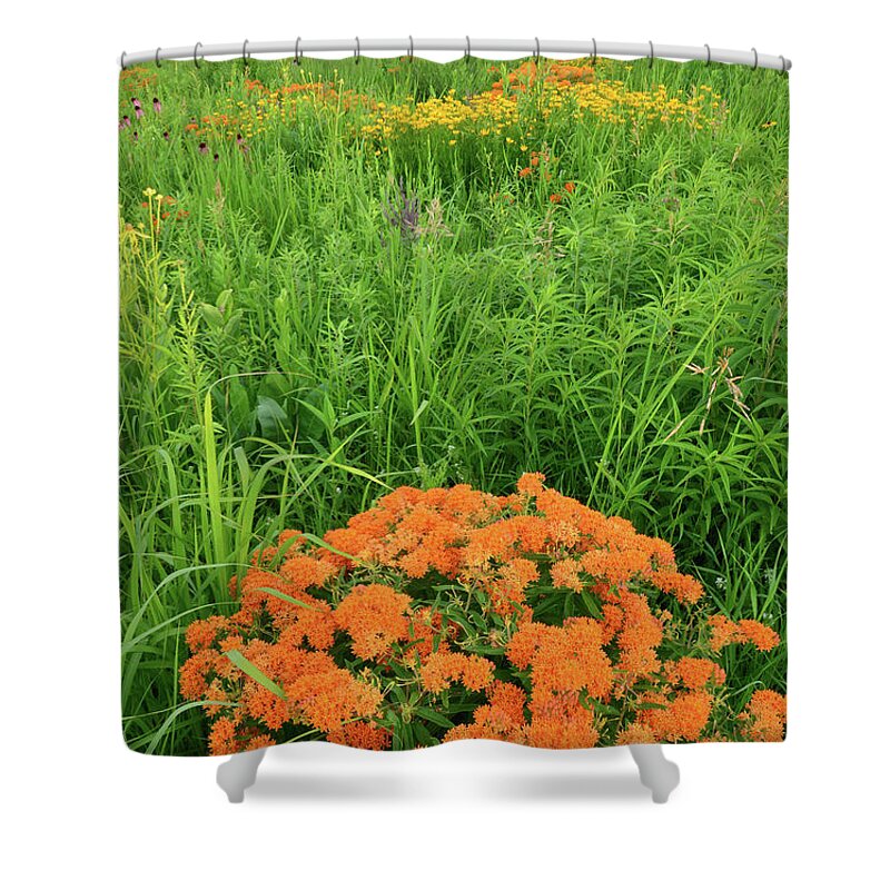Illinois Shower Curtain featuring the photograph Butterfly Weed Prairie by Ray Mathis