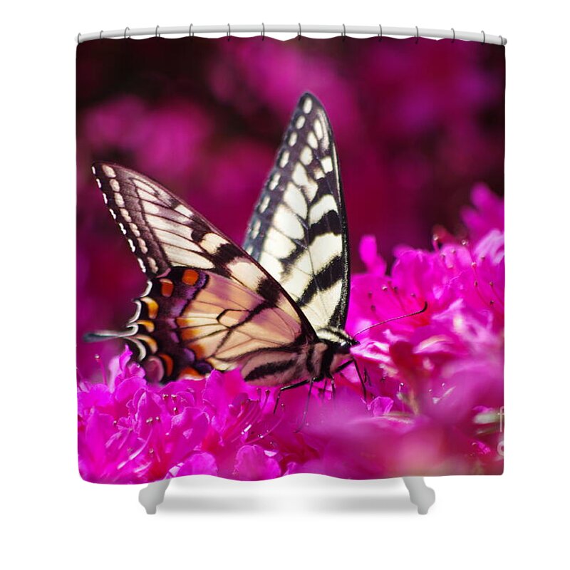 Butterfly Shower Curtain featuring the photograph Butterfly1 by Gerald Kloss