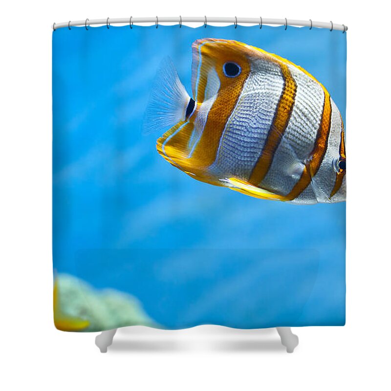 Butterflyfish Shower Curtain featuring the photograph Butterflyfish by Jackie Russo
