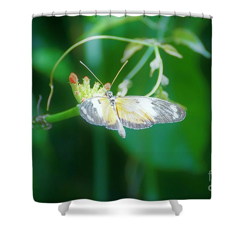 Cleveland Ohio Butterfly Shower Curtain featuring the photograph c4 by Merle Grenz