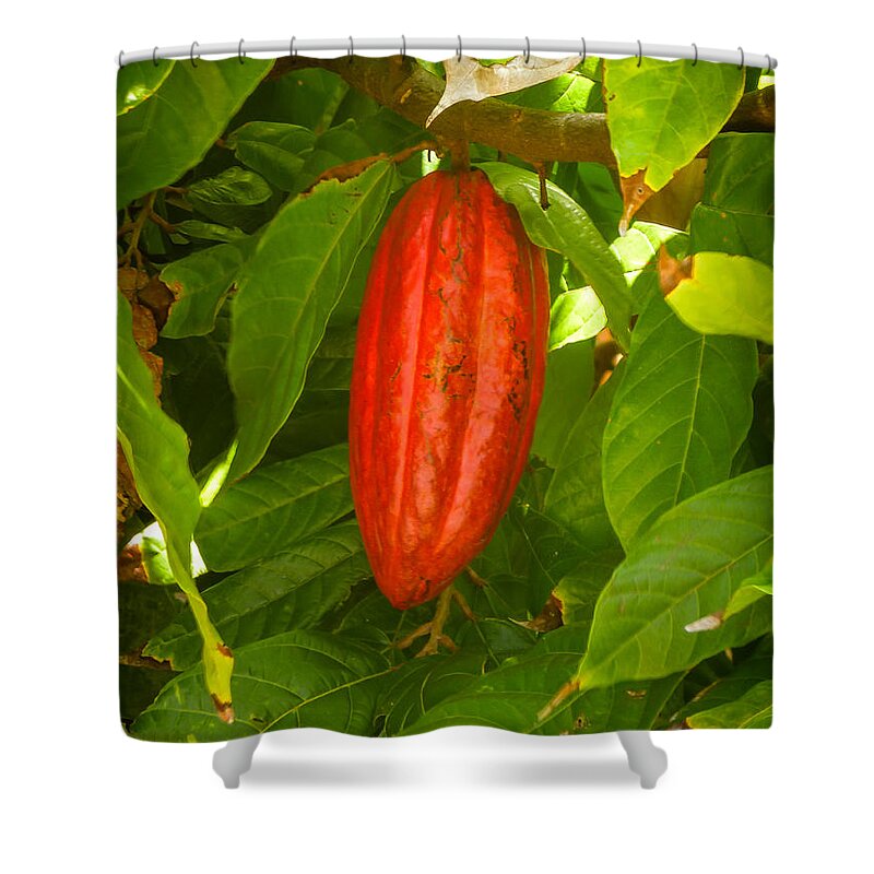 Cacao Shower Curtain featuring the photograph Cacao Pod by Pamela Newcomb