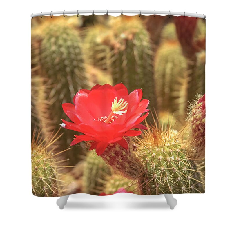 Cactus Shower Curtain featuring the photograph Cactus bloom by Darrell Foster