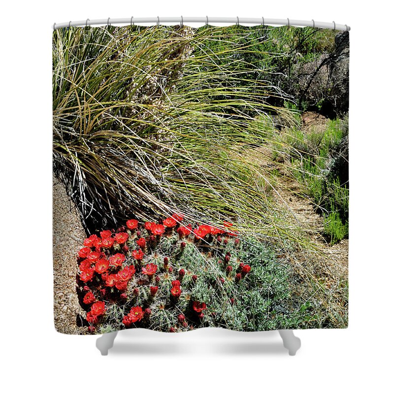 Landscape Shower Curtain featuring the photograph Crimson Barrel Cactus by Ron Cline