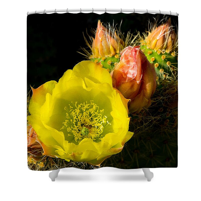 Cactus Shower Curtain featuring the photograph Cactus Blossom by Derek Dean