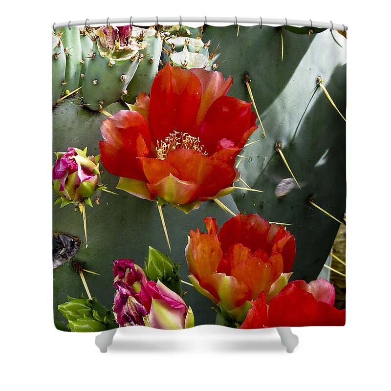Arizona Shower Curtain featuring the photograph Cactus Blossom by Kathy McClure