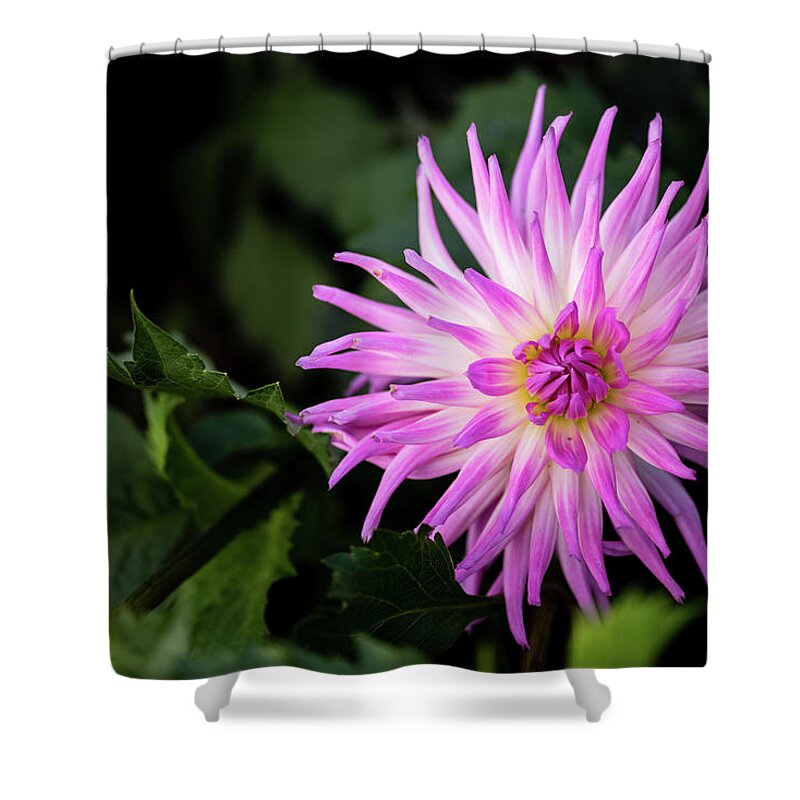 Cactus Dahlia ’violetta’ Shower Curtain featuring the photograph Cactus Dahlias named Violetta by Torbjorn Swenelius