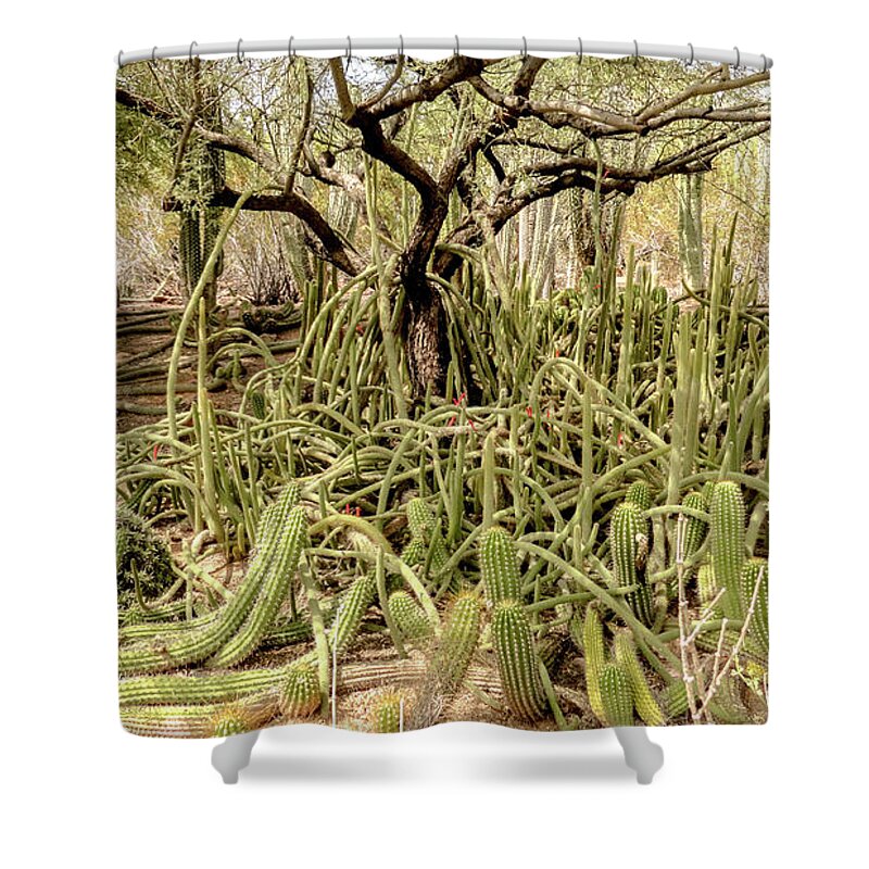 Cactus Shower Curtain featuring the digital art Cactus floor 2 by Darrell Foster
