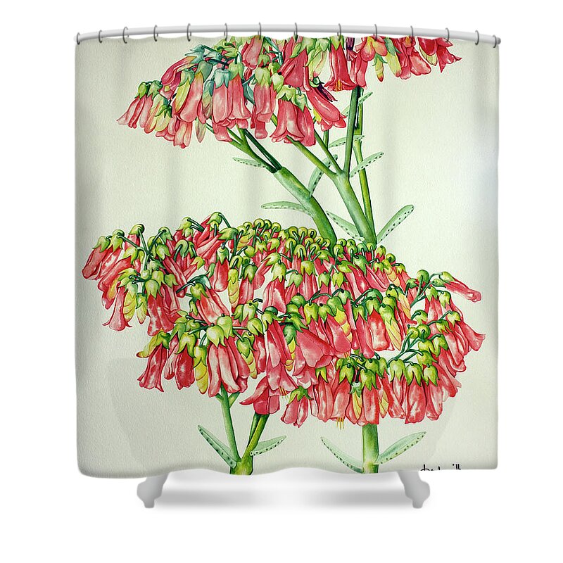 Cactus Shower Curtain featuring the painting Cactus Flower 3 by Kandyce Waltensperger