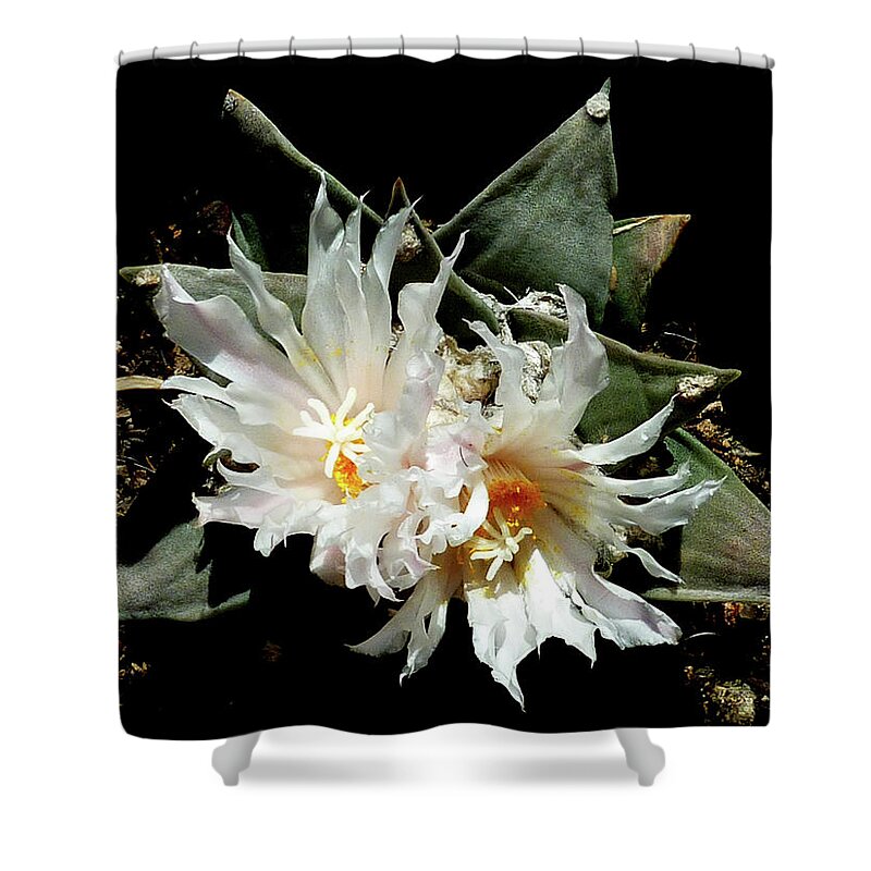 Cactus Shower Curtain featuring the photograph Cactus Flower 9 2 by Selena Boron