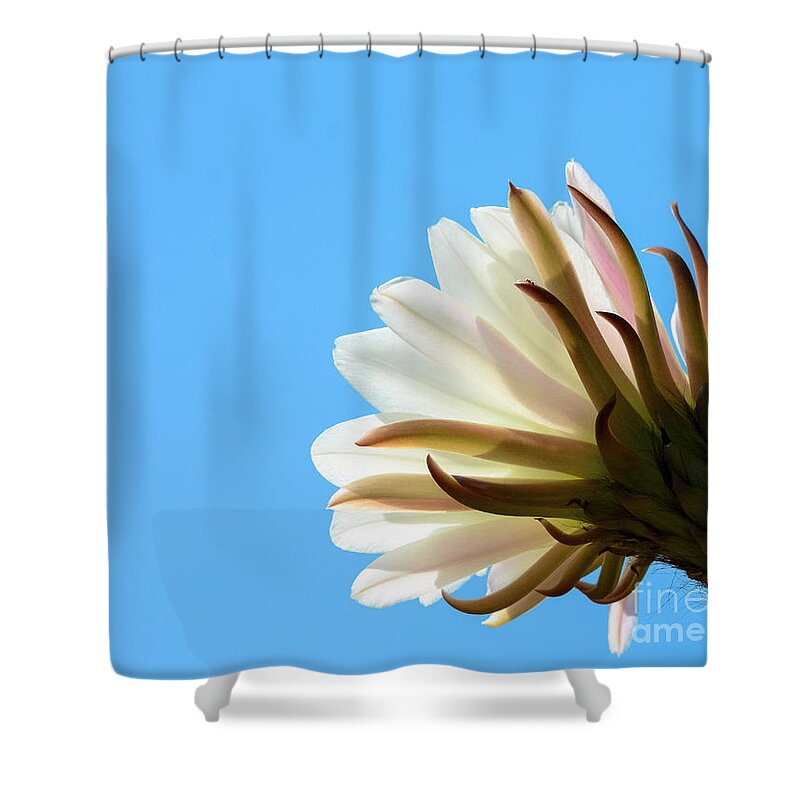 White Cactus Flower Shower Curtain featuring the photograph Cactus Flower by Leah McPhail