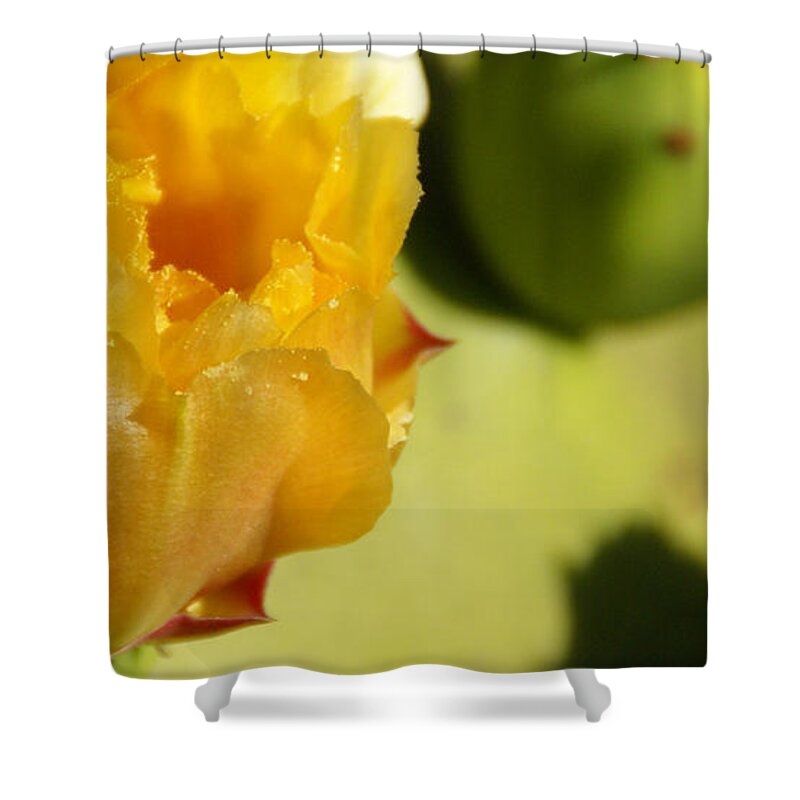 Cactus Shower Curtain featuring the photograph Cactus Flower by Linda Shafer