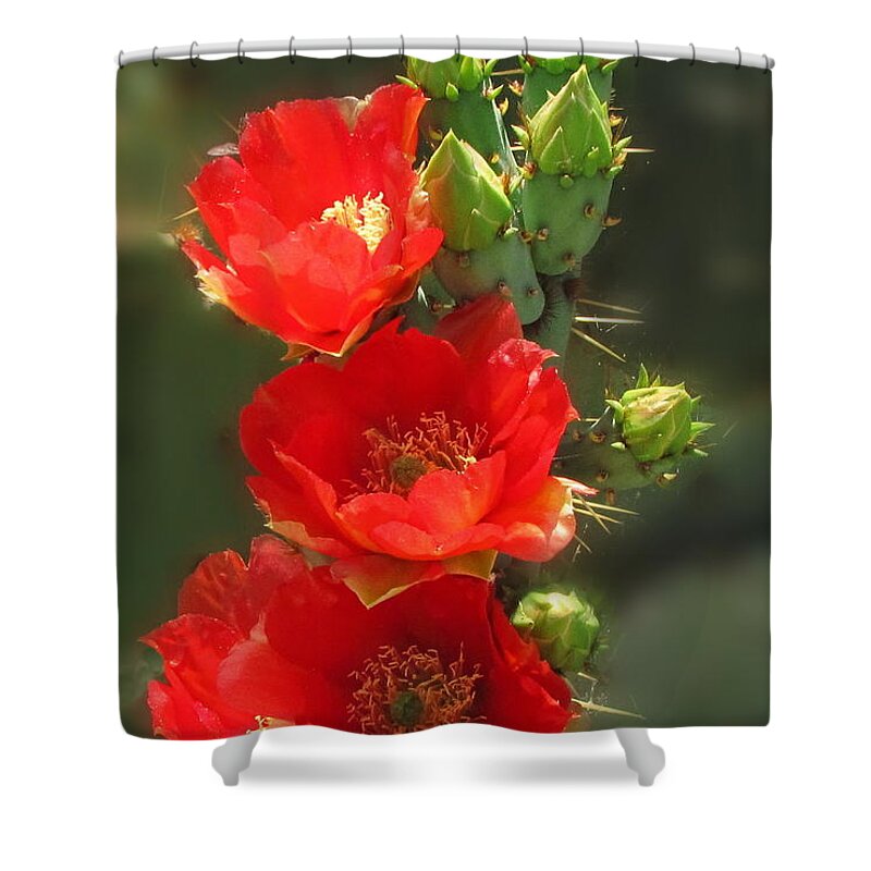Prickly Pear Shower Curtain featuring the photograph Cactus Red Beauty by Marilyn Smith