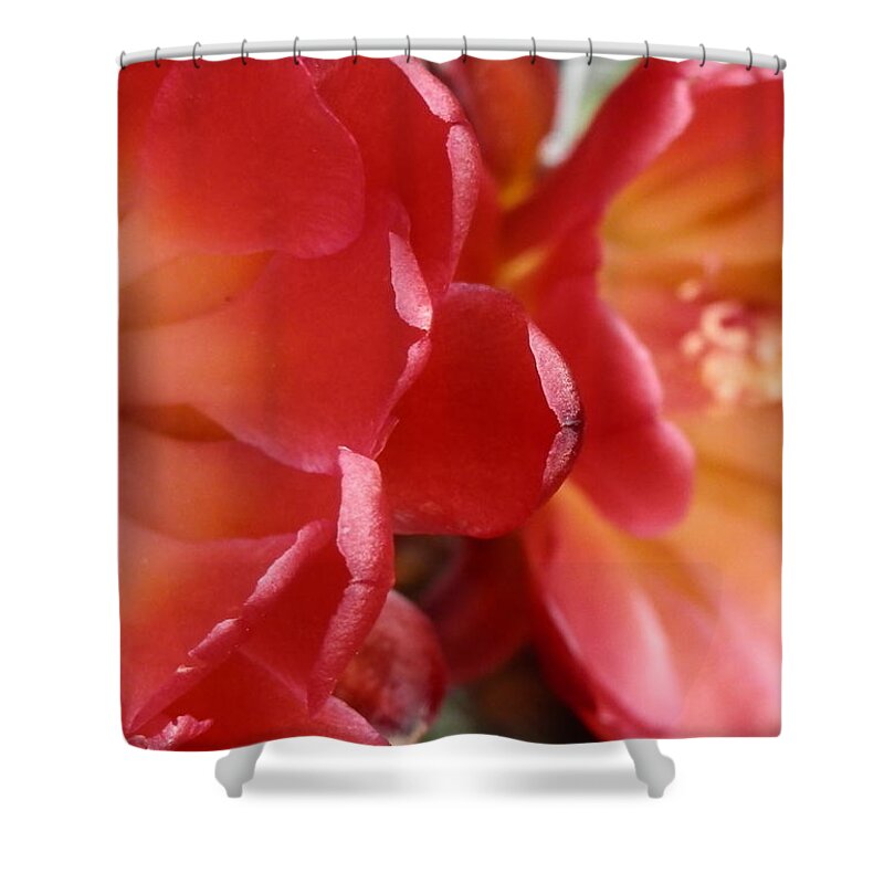 Big Wash Shower Curtain featuring the photograph Cactus reds by Barbara Leigh Art
