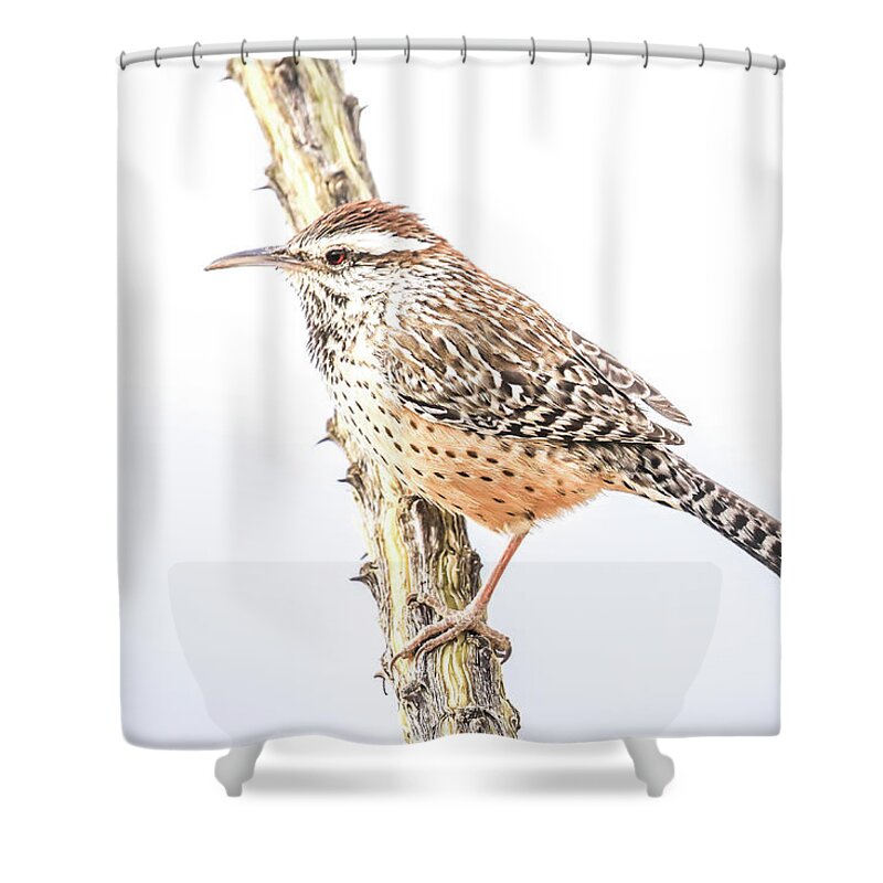 Nature Shower Curtain featuring the photograph Cactus Wren # 1 by Tom and Pat Cory
