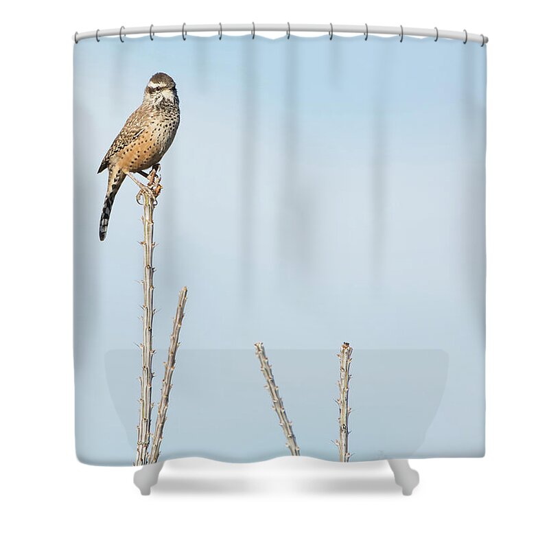 Cactus Shower Curtain featuring the photograph Cactus Wren 7471-101017-1cr by Tam Ryan