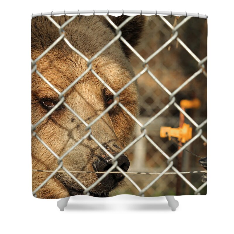 Bear Shower Curtain featuring the photograph Caged Bear by Travis Rogers