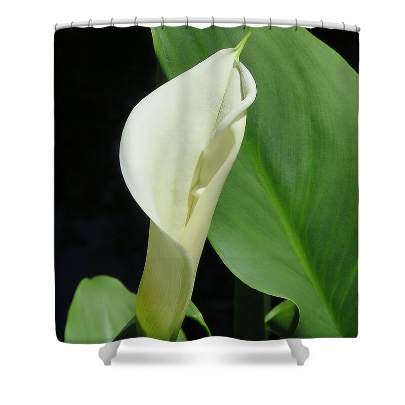 Flower Shower Curtain featuring the photograph Cala Lily by Pat Exum