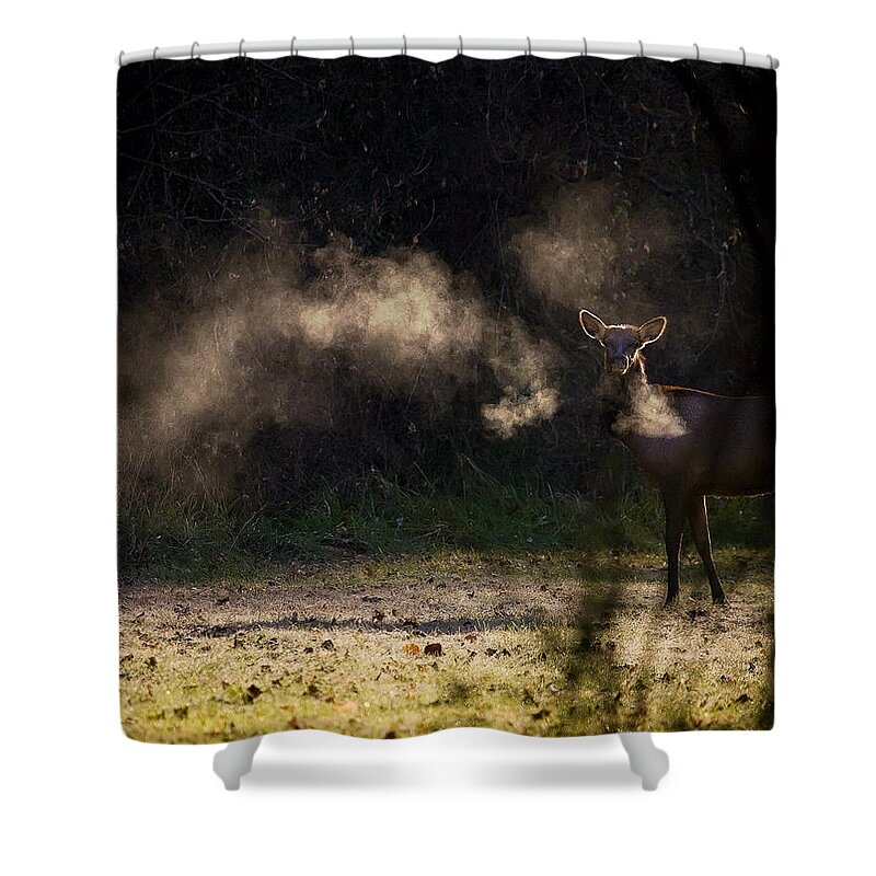 Calf Elk Shower Curtain featuring the photograph Calf Elk in December by Michael Dougherty