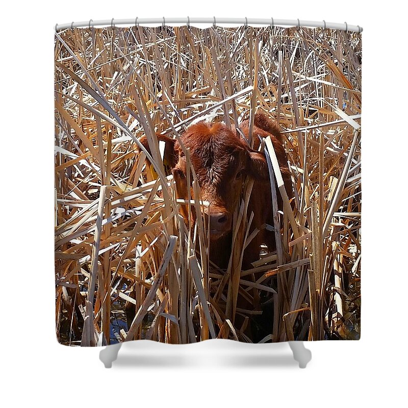 Calf Shower Curtain featuring the photograph Calftails Cattails by Amanda Smith