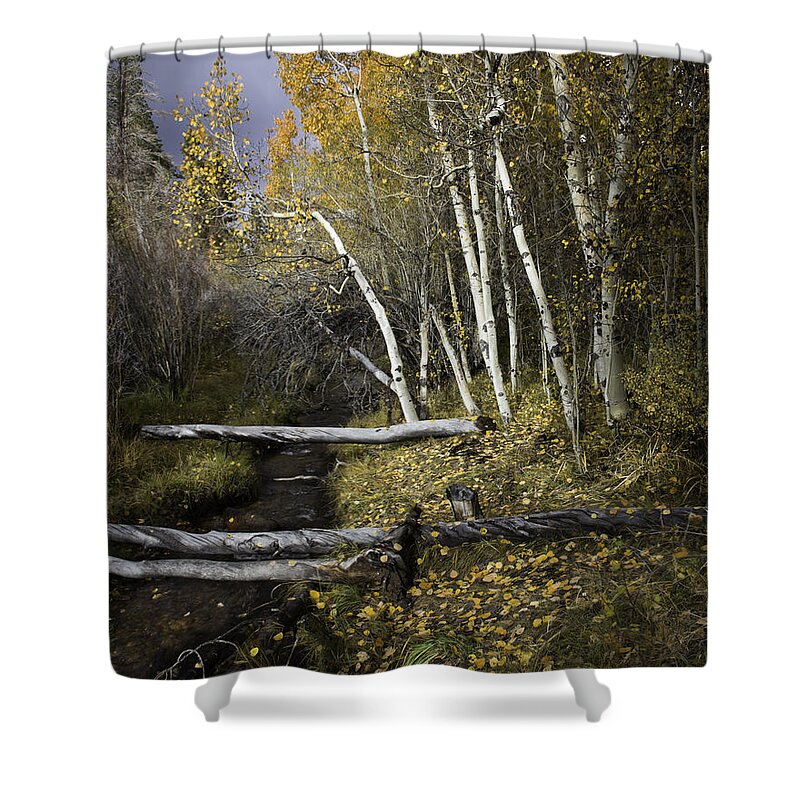 Aspen Shower Curtain featuring the photograph California Gold by Dusty Wynne