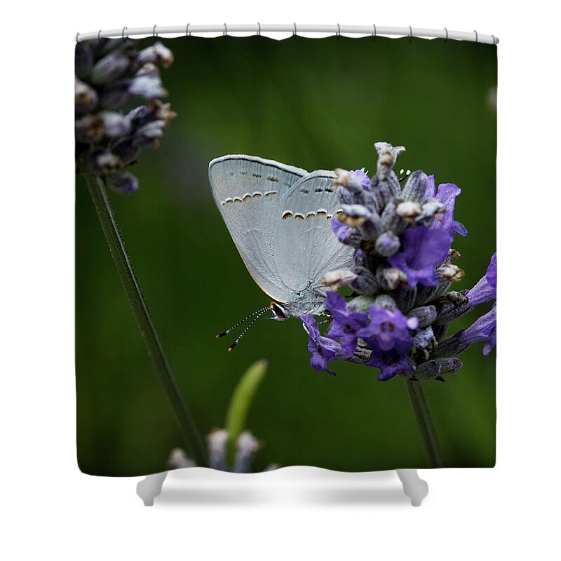 California Shower Curtain featuring the photograph California Hairstreak Butterfly by Morgan Wright