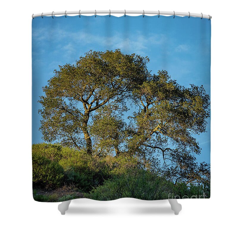 California Shower Curtain featuring the photograph California Oak by Jeff Hubbard