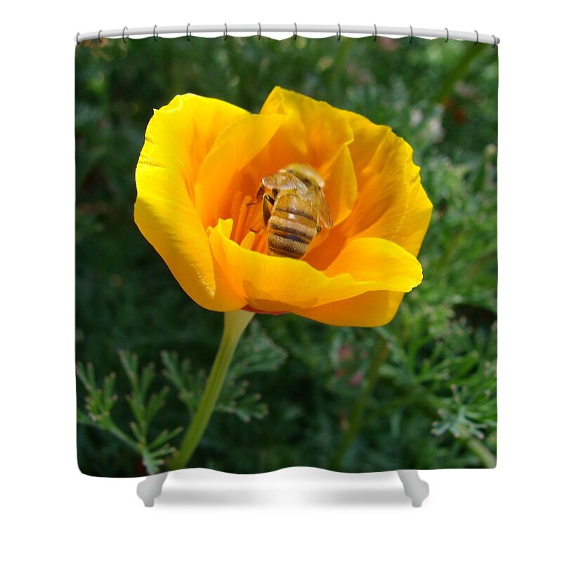 Bee Shower Curtain featuring the photograph California Poppy and Honey Bee by Liz Vernand