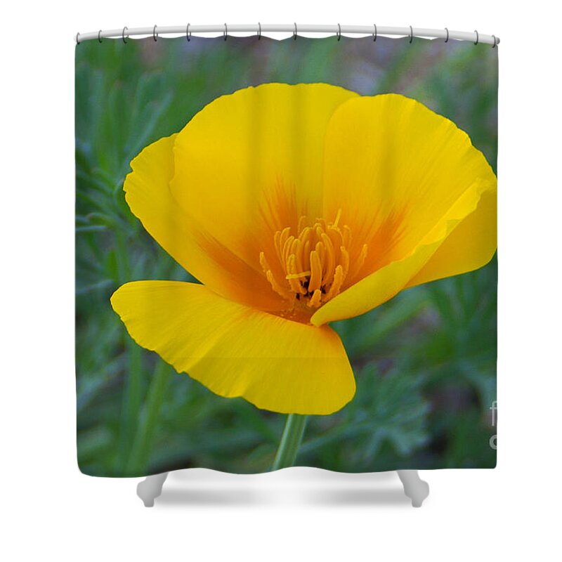 Poppy Shower Curtain featuring the photograph California Poppy by Kelly Holm