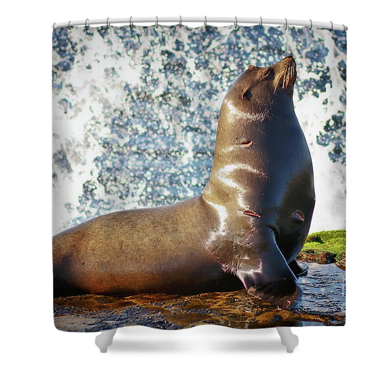 La Jolla Shower Curtain featuring the photograph California Sea Lion at La Jolla Cove by Sam Antonio