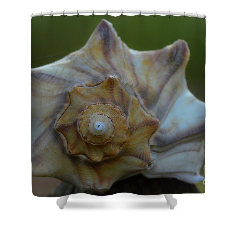 Sea Shell Shower Curtain featuring the photograph Call of the Sea by Dale Powell