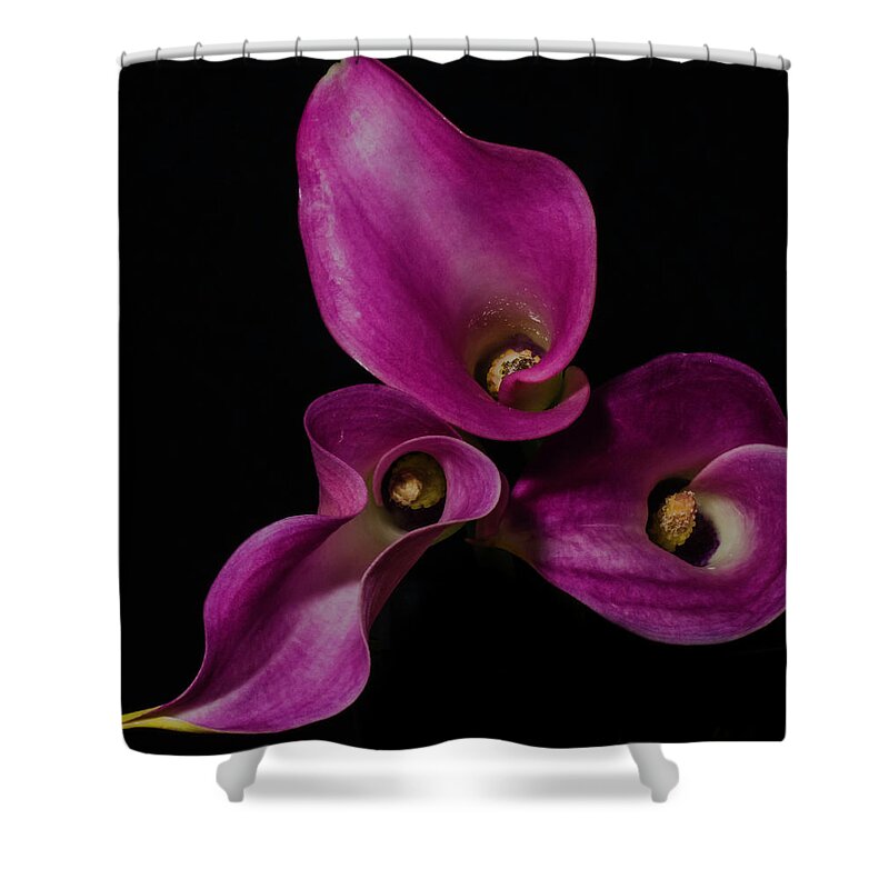 Lily Shower Curtain featuring the photograph Calla Lilies #1 by John Roach