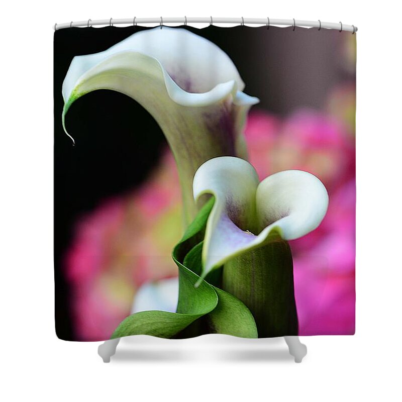 Flowers Shower Curtain featuring the photograph Calla Lillies by Cindy Manero