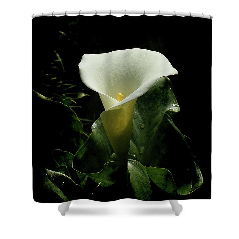 Calla Lily Shower Curtain featuring the photograph Calla Lily by Ernest Echols