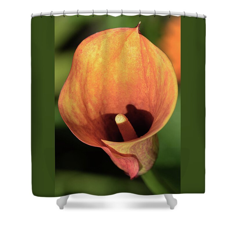 Calla Lily Shower Curtain featuring the photograph Calla Sunbathing. by Terence Davis