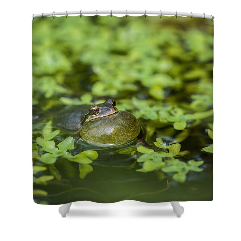 Courtship Shower Curtain featuring the photograph Calling Treefrog by Robert Potts