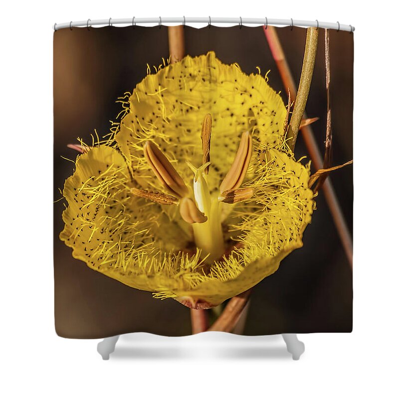 Botanical Shower Curtain featuring the photograph Calochortus by Alana Thrower