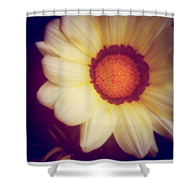  Square Shower Curtain featuring the photograph Cambridge Daisy by Heather Classen