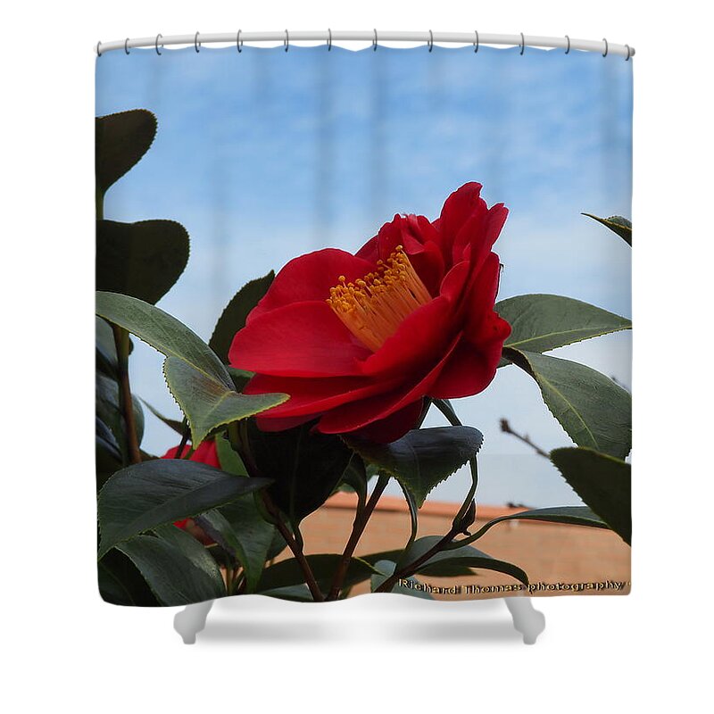 Botanical Shower Curtain featuring the photograph Camellia Kissing the Sky by Richard Thomas