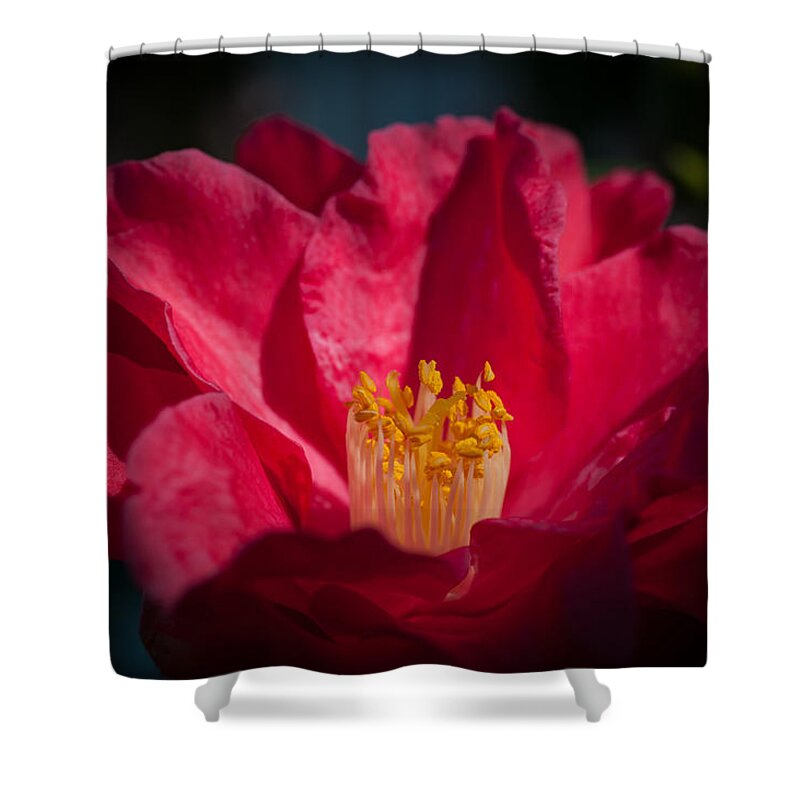 Flower Shower Curtain featuring the photograph Camellia Red by Catherine Lau