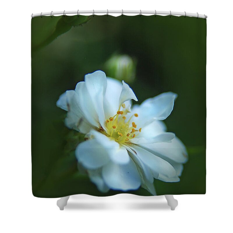 Camellia Shower Curtain featuring the photograph Camellia by Rick Mosher